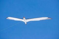 Albatros