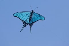 Schmetterling