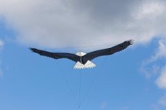 Adler