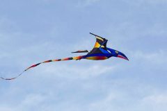 Pterosaurus