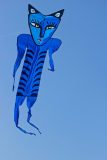 Blue Cat